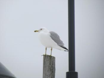#bird-column, #gulls, #sea-eagle, #jeff-and-allison-wells, #Boothbay-register, #birds, #maine