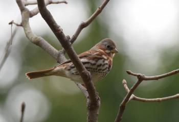 #bird-column, #boothbay-register, #jeff-and-allison-wells, #birds, #maine, #fox-sparrow