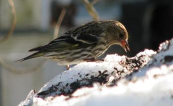 #bird-column, #Jeff and Allison Wells, #Boothbay Register, #birds, #winter finch, #maine, #pine siskin