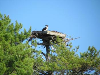 #bird-column, #Jeff and Allison Wells, #boothbay register, #maine, #birds, #osprey