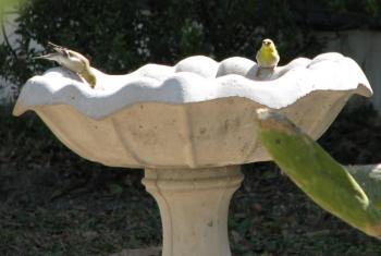 #bird-column, #Jeff and Allison Wells, #heat wave, #boothbay register, #maine, #american goldfinches