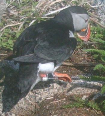 Puffin wearing a geolocator. Courtesy of Stephen W. Kress