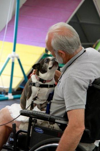 Lexi, the Boston Terrier owned by Holly Fulmer, charms evaluator Steve Seekins during her evaluation. Courtesy of Lisa Best