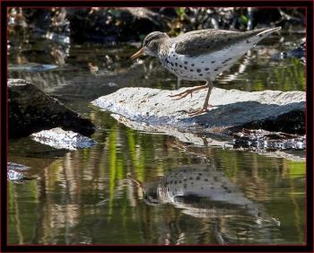 A breeding plumaged spotted sandpiper. Courtesy of Kirk Rogers