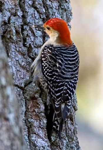 Red-bellied Woodpecker on tree.