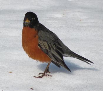 American robin, Year of the Bird, Jeff Wells, Maine, Boothbay Register