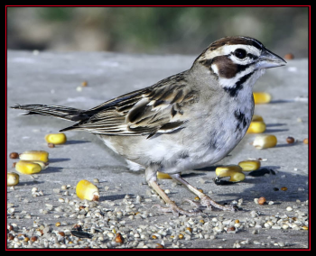 #lark-sparrow, #Boothbay-Register