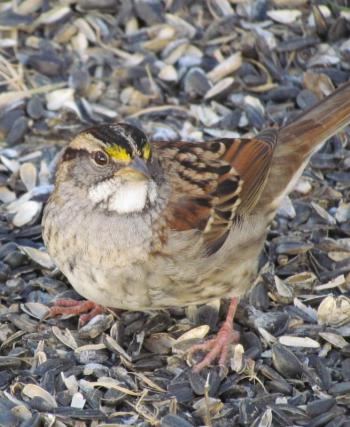#bird-column, #white-throaded-sparrow, #boothbay-register, #Jeff-Wells