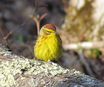 #bird-column, #Boothbay-Register, #Jeff-and-Allison-Wells, #birds, #maine, #Aruba. #palm-warbler