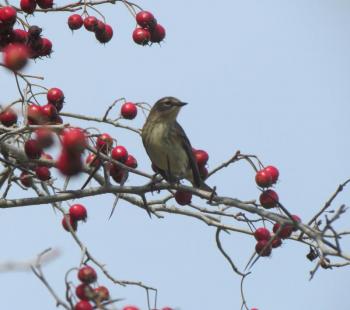 #bird-column, #Boothbay-Register, #jeff-and-allison-wells, #birds, #maine