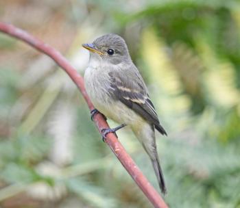#bird-column, #jeff-and-allison-wells, #birds, #maine, #boothbay-register, #willow-flycatcher