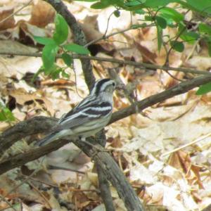 Black-and-white warbler, Jeff Wells, Boothbay Register