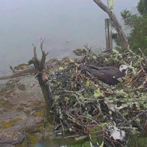 Osprey, Audubon Hog Island Osprey Webcam