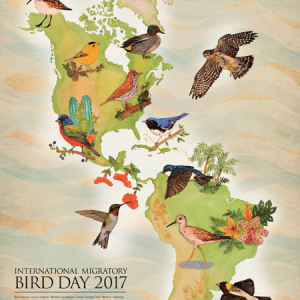 migratory birds, IMBD, International Migratory Bird Day