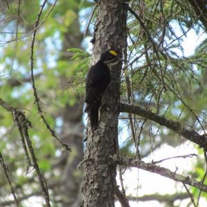 Black-backed  Woodpecker, Katahdin Woods and Waters National Monument, Jeff Wells, birds, Maine