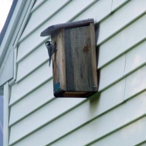 nest box, bird house, black-capped chickadee