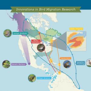 Migration, geolocators, bird conservation 