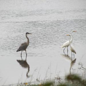 great egrets, great blue heron, Jeff Wells, Boothbay Register