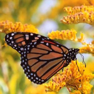 monarch, butterfly, konni wells, pemaquid point, maine