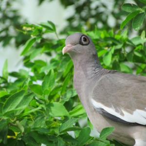 Bare-eyed pigeon, Jeff Wells, Aruba, Bonaire, Curaçao