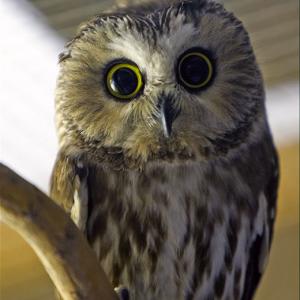 Northern Saw-whet Owl, Boothbay Register, Maine