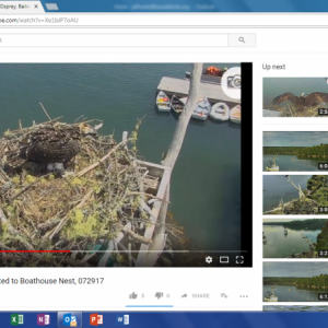 osprey, Audubon, hog island, web cam, Bailey