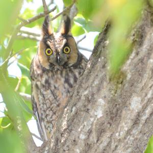 long-eared owls, Maine, Boothbay Register