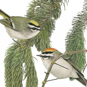 Golden-crowned Kinglets, Jeff and Allison Wells, Maine’s Favorite Birds