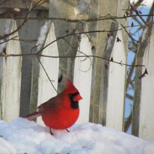 Northern Cardinal, Maine, birds, Boothbay Register, Jeff Wells
