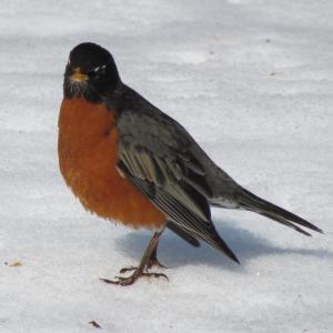 American robin, Year of the Bird, Jeff Wells, Maine, Boothbay Register