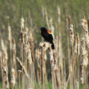 red-winged blackbird, Jeff Wells, Boothbay Register 