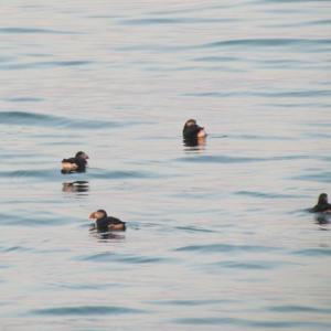 Atlantic puffins, Allison Wells, #bird-column