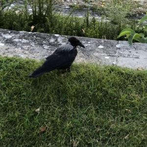 Hooded crow, Jeff Wells, Boothbay Register
