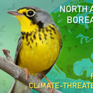 boreal songbird initiative, Jeff Wells, climate and birds