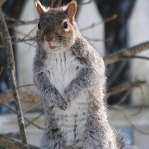 gray squirrel, squirrels, Gardiner, Maine, Boothbay Register, Jeff Wells, maine