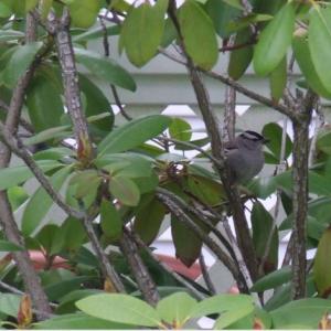 Sparrows, white-throat, white-crowned, Boothbay Register, Allison Wells