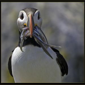 Atlantic puffin, Boothbay Register