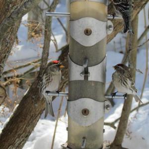 #bird-column, Common Redpoll, Jeff Wells, Boothbay Register 