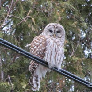 barred owl, Jeff Wells, Boothbay Register