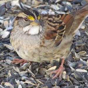 world sparrow day, white-throated sparrow, Boothbay Register, Jeff Wells