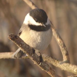 black-capped chickadee, Beth Comeau, Boothbay Register