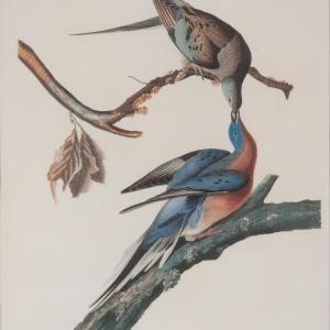 Passenger Pigeon, John J Audubon, Boothbay Register