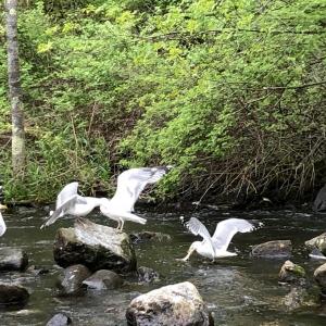 gulls, alewives, Boothbay Register