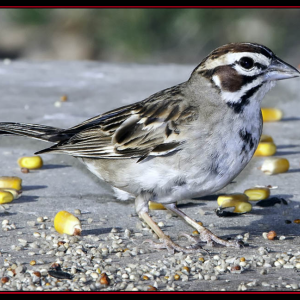 #lark-sparrow, #Boothbay-Register