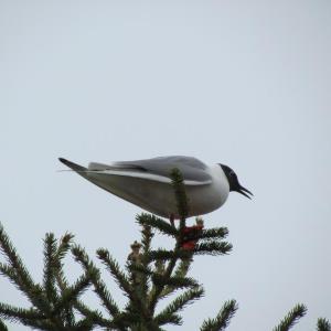#bird-column, #Boothbay-Register, #Allison-Wells, #Jeff-and-Allison-Wells, #Maine #birds, #gulls