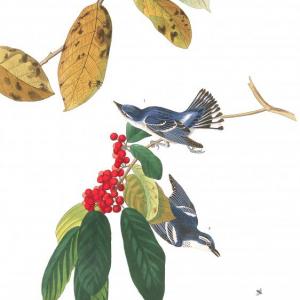 #bird-column, #boothbay-register, #maine, #birds, #Jeff-and-Allison-Wells, #Allison Wells, #bowdoin college, #John James Audubon