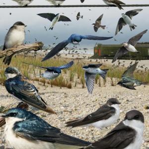#bird-column, #treeswallows, #boothbayregister, #birds, #maine
