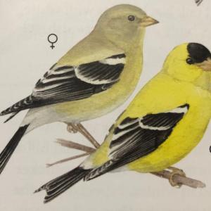 #bird-column, #great-backyar-bird-count, #Jeff-and-Allison-Wells, #Allison-Wells, #Boothbay-Register, #maine, #birds, #American-goldfinch, #Maine’s-Favorite-Birds
