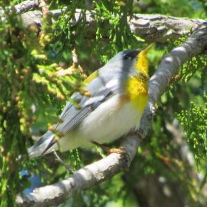 #bird-column, #Northernparula, #birds, #JeffandAllisonWells, #BoothbayRegister, #Wiscasset Newspaper, #Maine