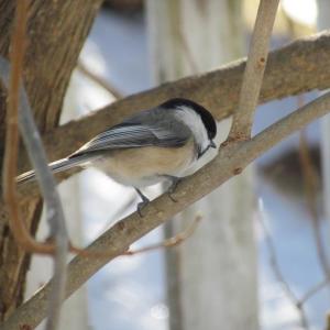 #bird-column, #boothbay-register, #Jeff-and-Allison-Wells, #birds, #maine, #Christmas-bird-count, #CBC